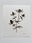 Wildflower No. 3