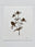 Wildflower No. 1