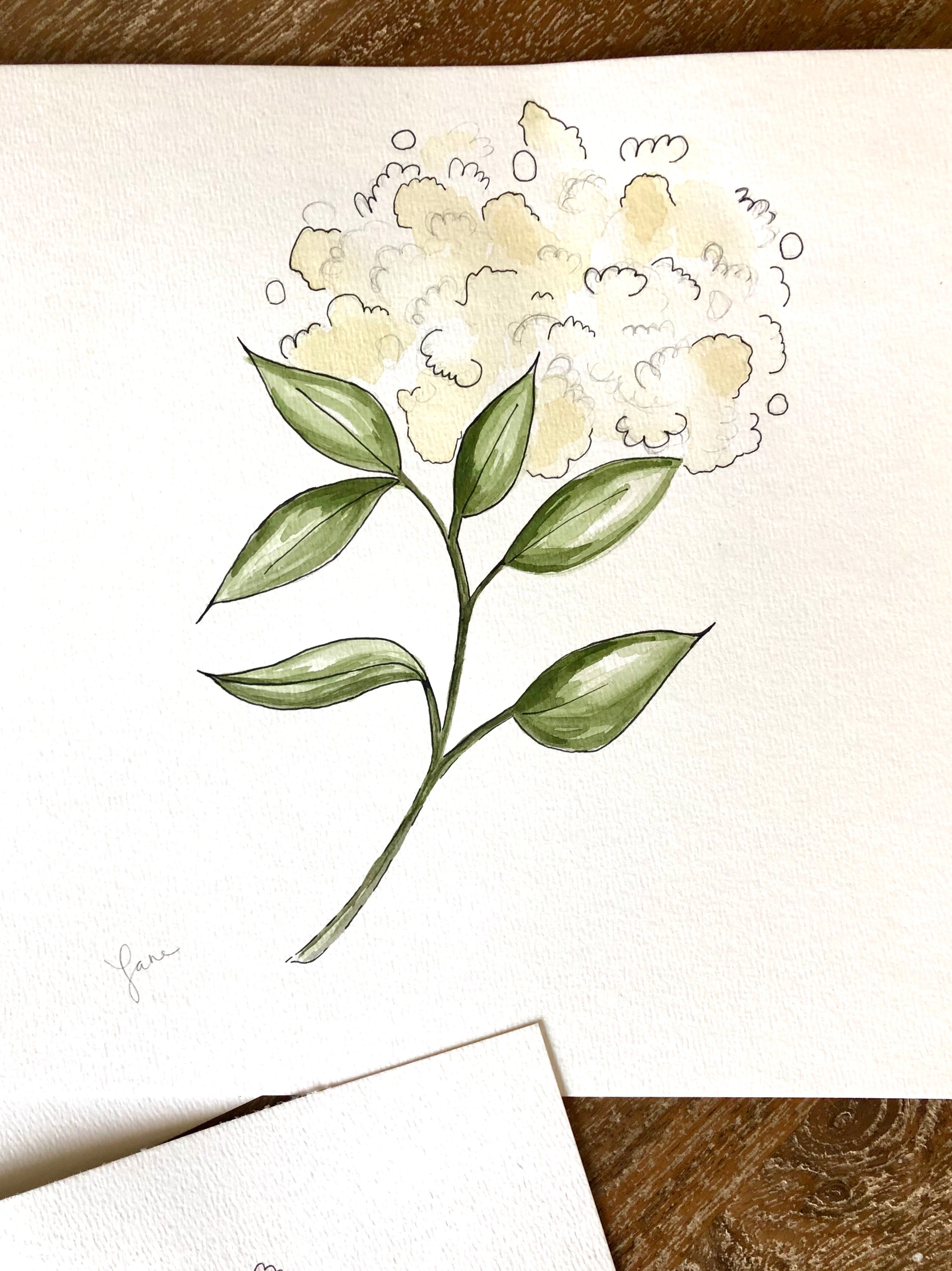 Hydrangeas