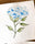 Hydrangeas